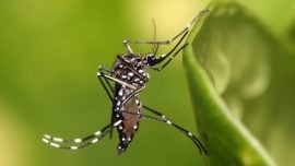 Mosquito Aedes aegypti